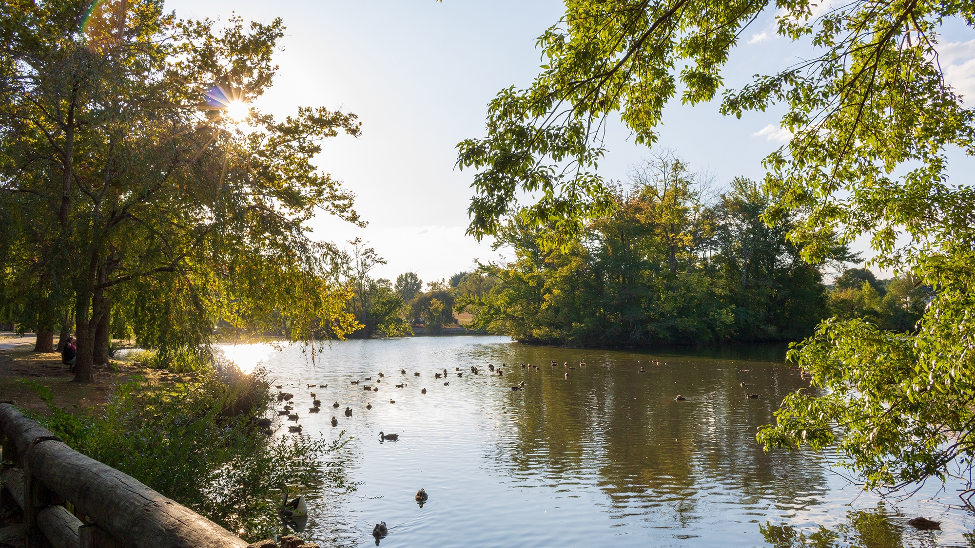 Duck pond at afternoon. Photo Credit: Daniel Slutsky