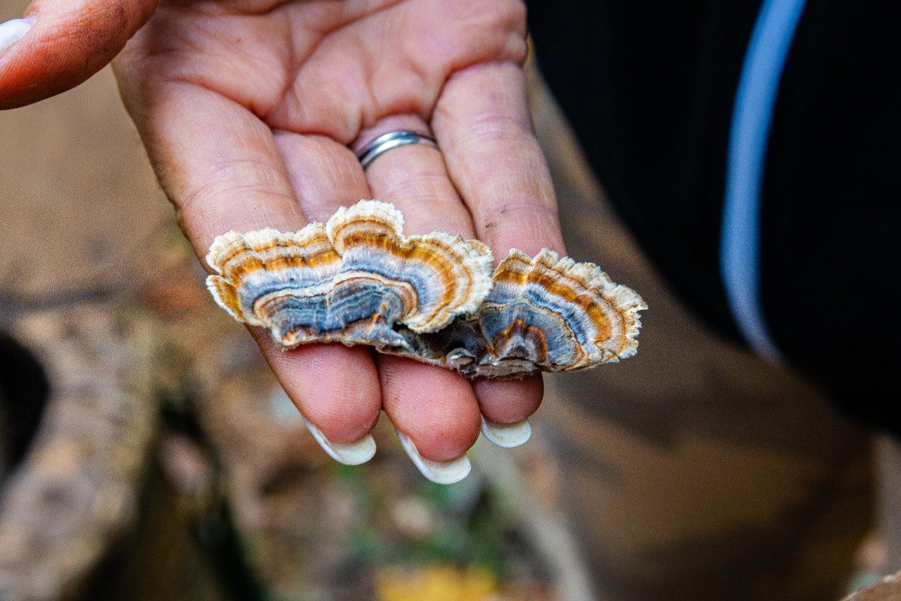 Turkey Tail 